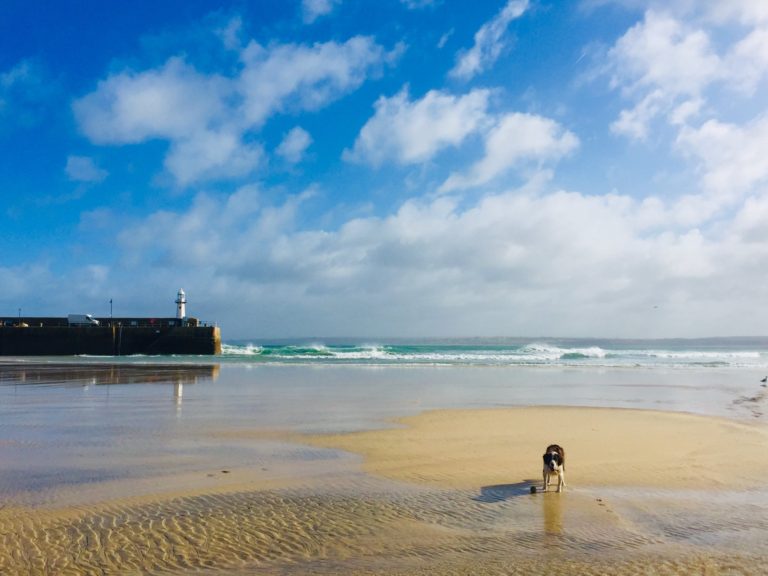 St Ives Dogs on beaches Dawn-dog