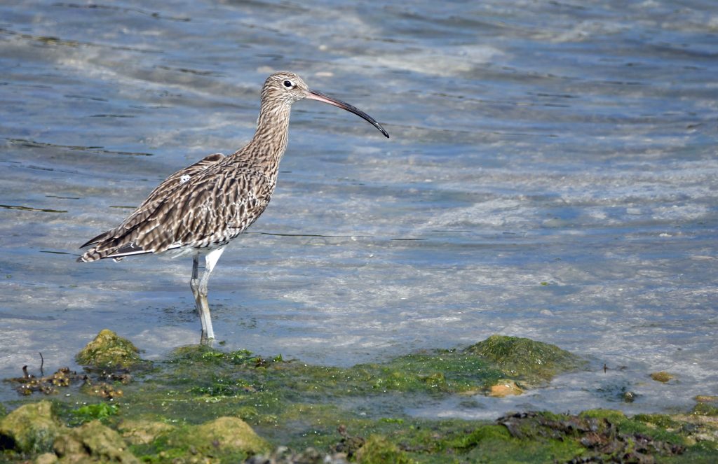 Curlew bird on the banks of Hayle Estuary